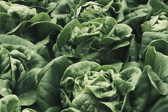 lettuce